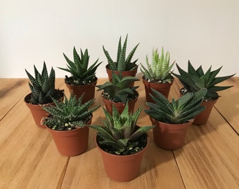 Assorted Haworthia Plants - 2" Pot Live Plant Variety Mix - Wedding Guest Favors, Thank You Gift, Party, Office, Home, Garden, Spring