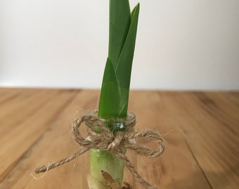 Live Orchid Seedling Terrarium in Glass Base - Assorted Live Plant - Cattleya, Dendrobium, Brassavola, Oncidium, Encyclia