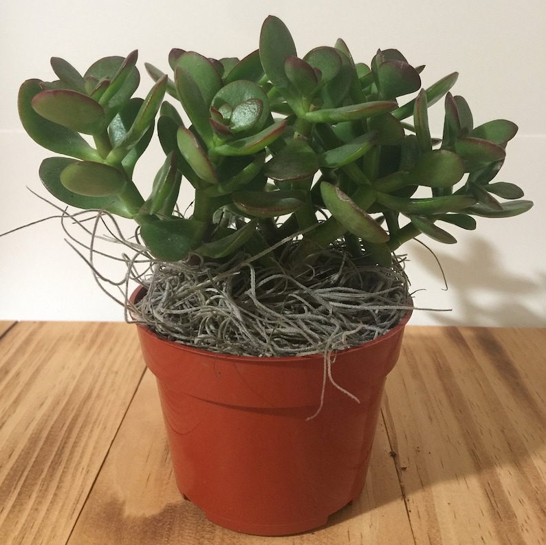 Live Jade Plant Crassula Ovuta 2, 4 and 6 Pots Available Lucky, Friendship, Money, Bonsai, Good Luck, Birthday, Gift image 4