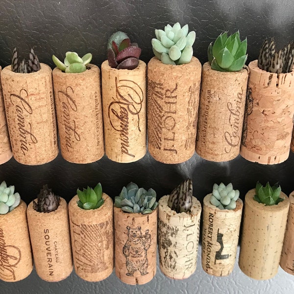 Wine Cork Magnet - Succulent, Cactus, Air Plants, Variety Mix - WINE CORK MAGNETS - Wedding Favors, Event Favors, Guest Favors, Gardens