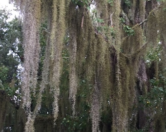 Fresh Live Spanish Moss - 1 Gallon or Quart Bag - Picked To Order Natural, Unprocessed - Florida Tillandsia Usneoides Air Plant