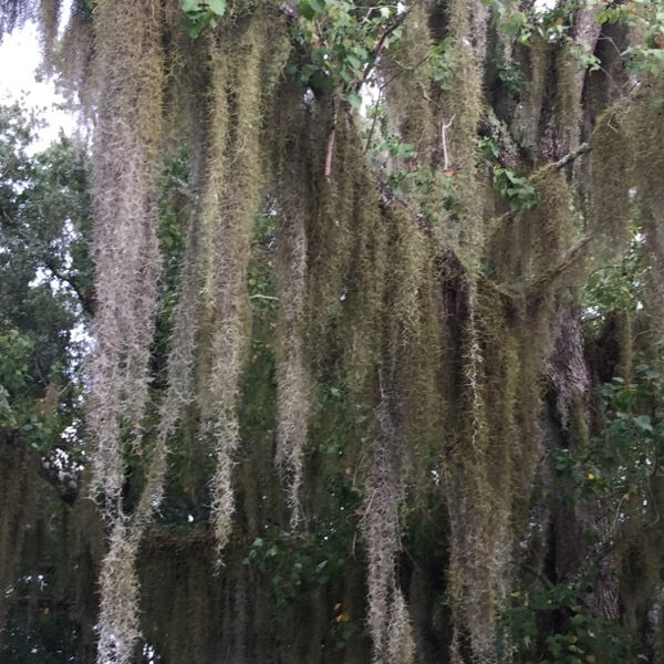 Spanish Moss Etsy