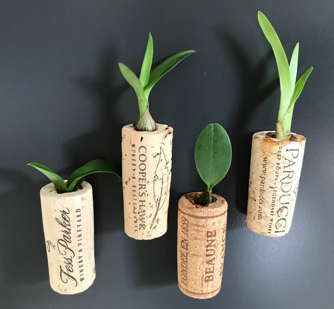 Assorted Orchid Wine Cork Live Plant GREAT GIFT Cattleya