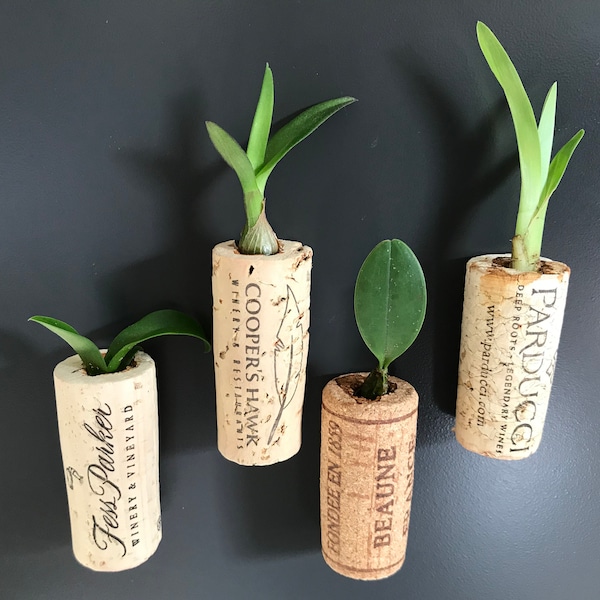 Assorted Orchid Wine Cork Magnet - Live Plant - GREAT GIFT! Cattleya, Dendrobium, Brassavola, Oncidium, Phalaenopsis, Encyclia, Enanthleya