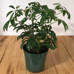 May include: A green potted plant with variegated leaves. The plant is in a dark green plastic pot with a textured surface.