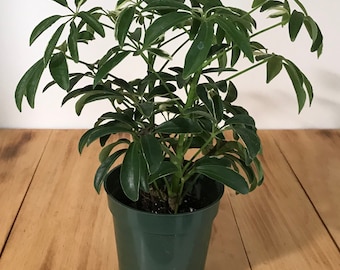 Variegated Moon Drop Umbrella Plant - Dwarf Schefflera Arboricola - 4" and 6" Pots Available - Live Indoor, Outdoor Plant
