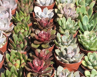 Assorted Echeveria Succulent Plants - 2" Pot Live Plant Variety Mix - Wedding Guest Favors, Thank You Gift, Christmas Party