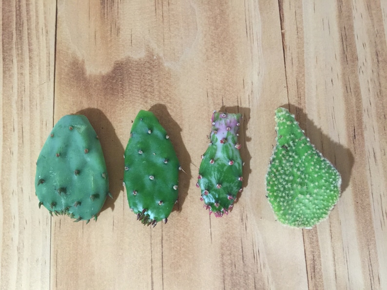 May include: Four prickly pear cactus pads, also known as nopales, are arranged in a row on a wooden surface. The pads are green and have small spines. One pad has a pink and white variegation.