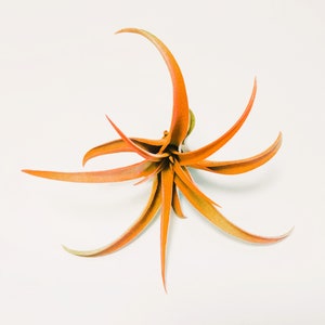 Peach Orange Capitata Air Plant - Ionantha Tillandsia Airplant - Color Enhanced - Free Shipping