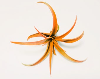 Peach Orange Capitata Air Plant - Ionantha Tillandsia Airplant - Color Enhanced - Free Shipping