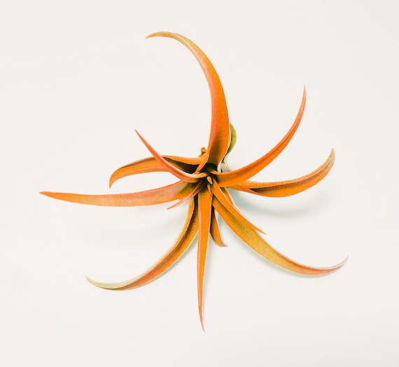 ブロメリア・エアープランツ Tillandsia ionantha Orange T'S TROPICALS Tillandsia ionantha (orange, enhanced) [2.0-3.0