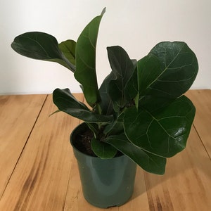 May include: A small green pot with a fiddle leaf fig plant. The plant has large, dark green leaves.