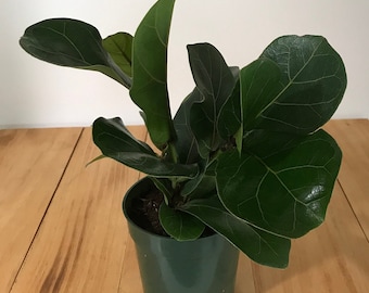 Live Fiddle Leaf Fig Tree - Single Stem 4" and 6" Pot Available - Ficus Bambino - Houseplant, Indoor, Gift, Office, Home