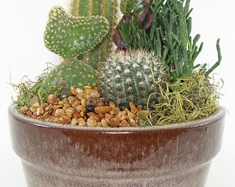 Medium Cactus Garden - 8" Earth Tone Ceramic Container - Perfect Table Setting, Centerpiece, Gift - FREE SHIPPING