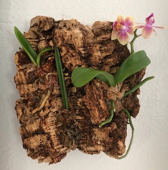 Mounted Bark Orchid Arrangement 3 Live Assorted Plants on Etsy