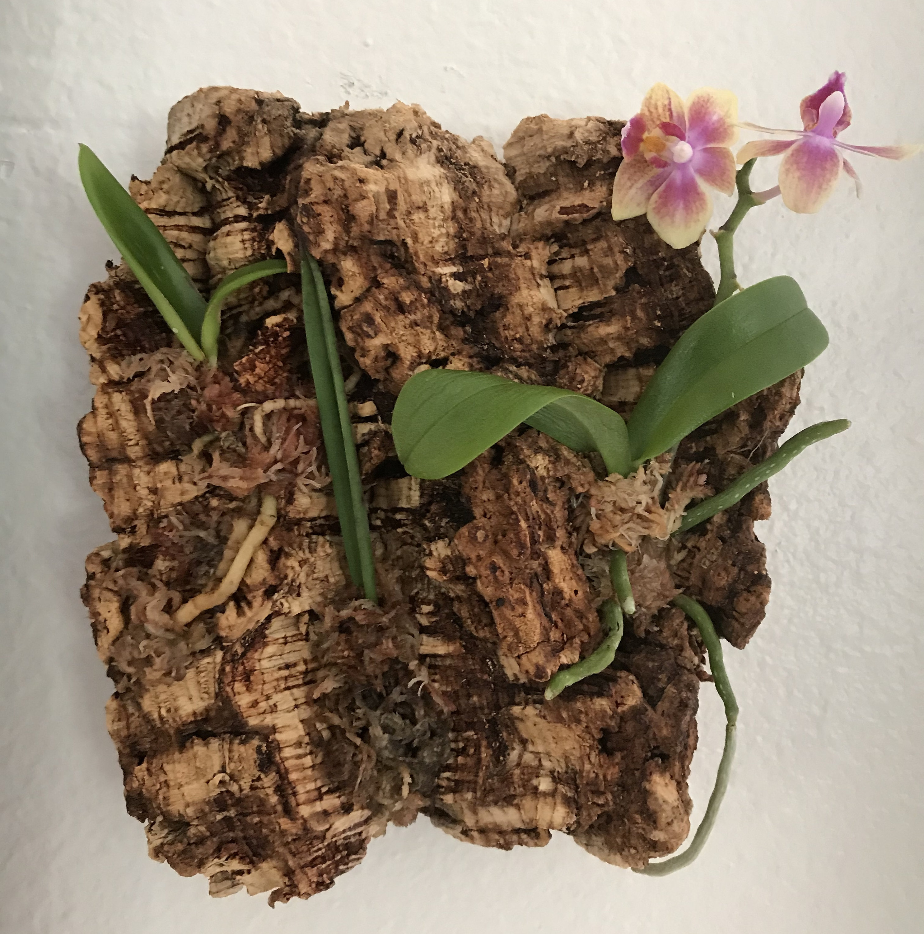 Mounted Bark Orchid Arrangement 3 Live Assorted Plants on Etsy