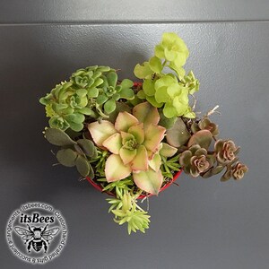 Mini Door Accent Magnet Live Plant Variety Mix Garden 2 Magnetic Decor Succulent, Haworthia, Cactus, Aloe, Sedum FREE SHIPPING image 3