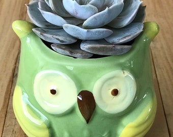 Succulent Owl Ceramic Planter Pot - LIMITED QUANTITY - Live Echeveria Plant, Animal, Gift