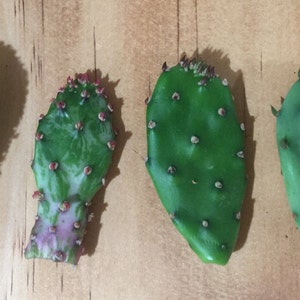 May include: Four green cactus pads with different textures and shapes. The pads are arranged horizontally on a wooden surface.