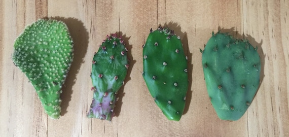 4 Pack of Opuntia Cactus Live Plant 2" Assorted Cuttings - No Root Cacti Variety - Microdasy, Variegated, Prickly Pear, Beavertail FREE SHIP
