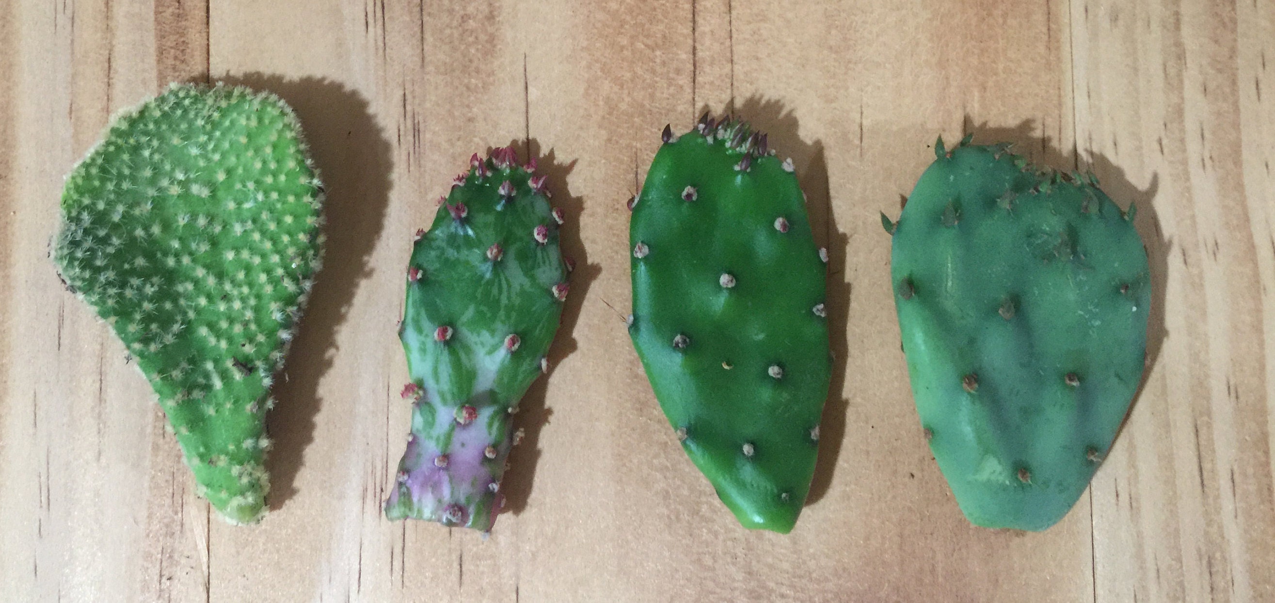 4 Pack of Opuntia Cactus Live Plant 2" Assorted Cuttings - No Root Cacti  Variety - Microdasy, Variegated, Prickly Pear, Beavertail FREE SHIP - Etsy
