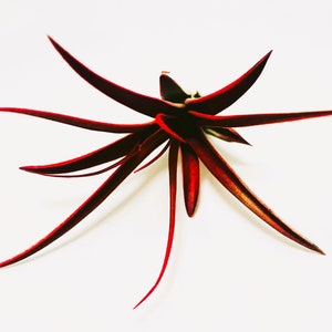 May include: A red air plant with long, thin leaves that are pointed at the ends. The plant is isolated against a white background.