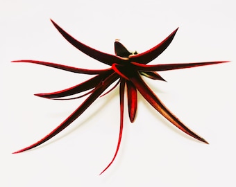 2 Red Abdita Air Plants - Capitata Ionantha Tillandsia Airplant - Color Enhanced - Valentine, Gift, Present - Free Shipping