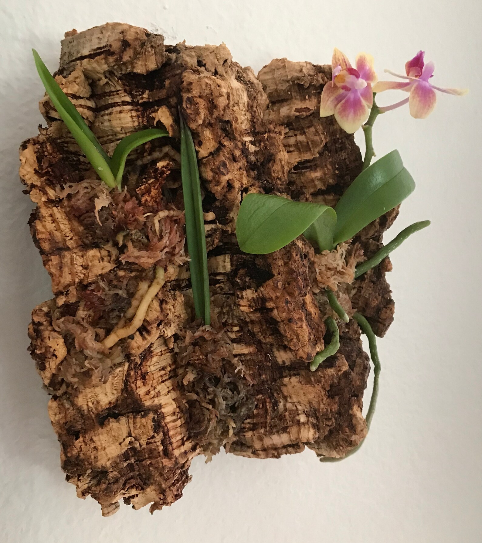 Mounted Bark Orchid Arrangement 3 Live Assorted Plants on Etsy