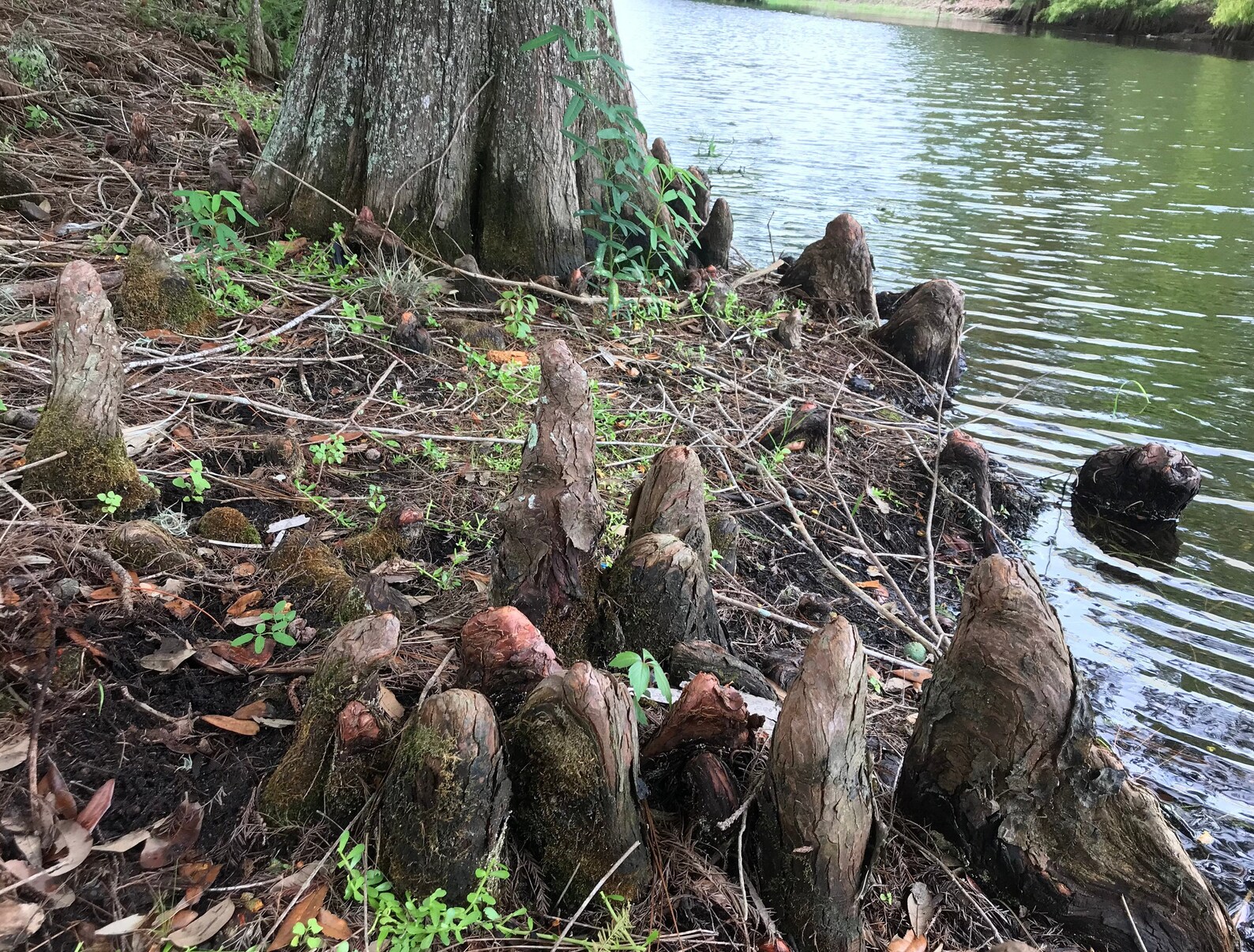 Fresh Cut Cypress Knees Picked To Order Unprocessed Etsy