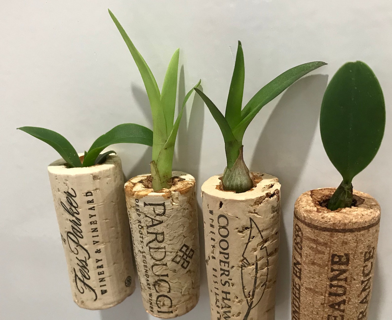 Assorted Orchid Wine Cork Live Plant GREAT GIFT Etsy