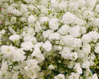 Baby's Breath Bundle - 3 Ounces Freshly Cut - All Natural, Unbleached Gypsophila