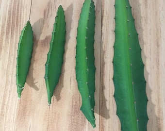 Red Flesh Dragon Fruit Hylocereus Undatus Cactus - 1 pc CUTTING Cacti - 4", 6", 8", 10", 12" Size Options