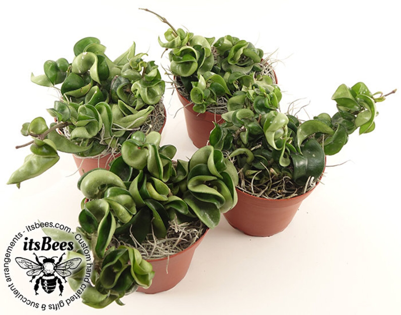 Carnosa Compacta Hoya Hindu Rope Exotic Angel Plant Wax - Etsy