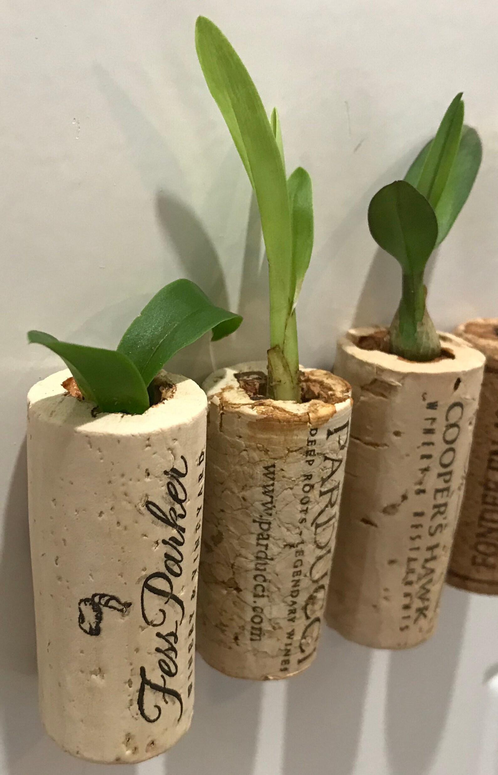 Assorted Orchid Wine Cork Live Plant GREAT GIFT Etsy