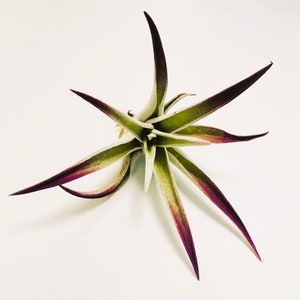 May include: A green and purple air plant with long, thin leaves. The plant is on a white background.