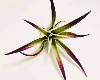 Purple Plagiotropica Air Plant - Capitata Ionantha Tillandsia Airplant - Color Enhanced - Valentine, Gift, Present - Free Shipping
