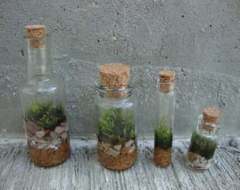 Mini Moss Terrarium - Set of 4 - Great Guest or Wedding Favors