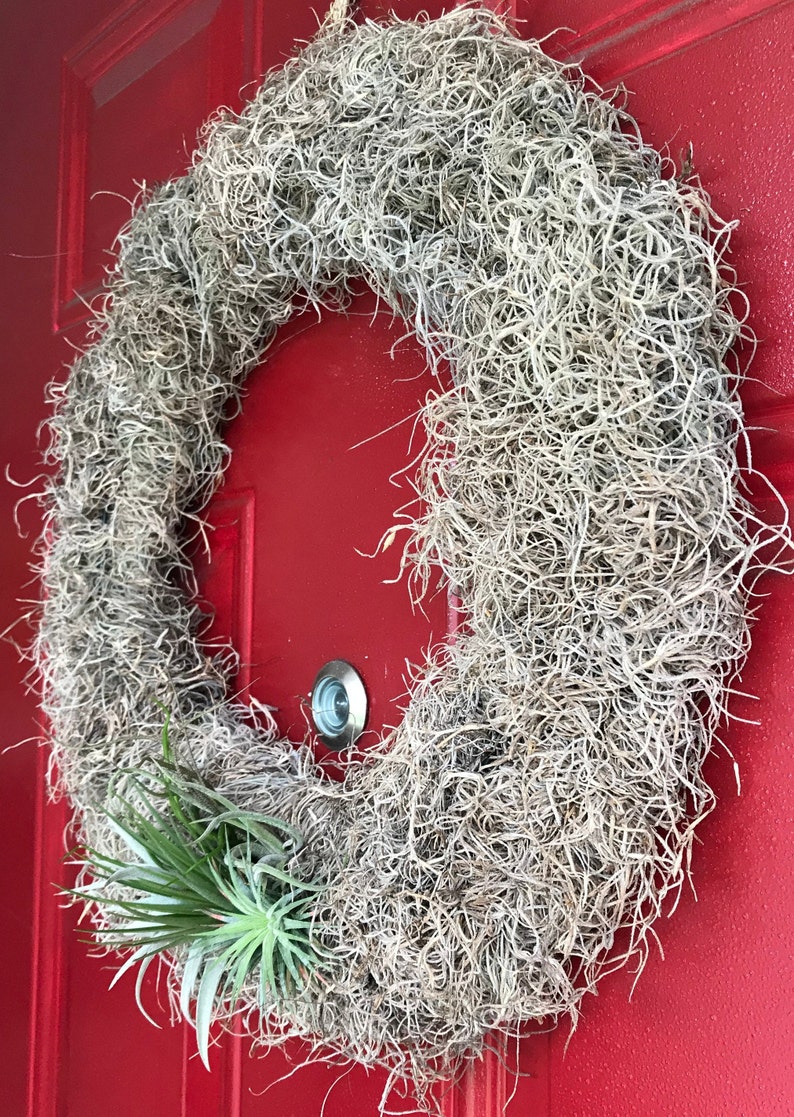 Live Spanish Moss Air Plant Wreath 15 or 8 Etsy
