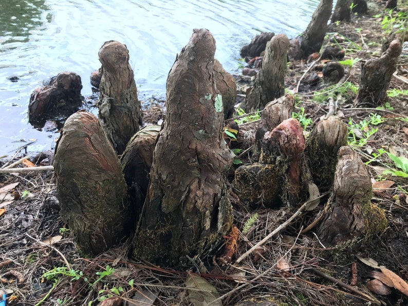 Fresh Cut Cypress Knees Picked to Order Unprocessed Etsy