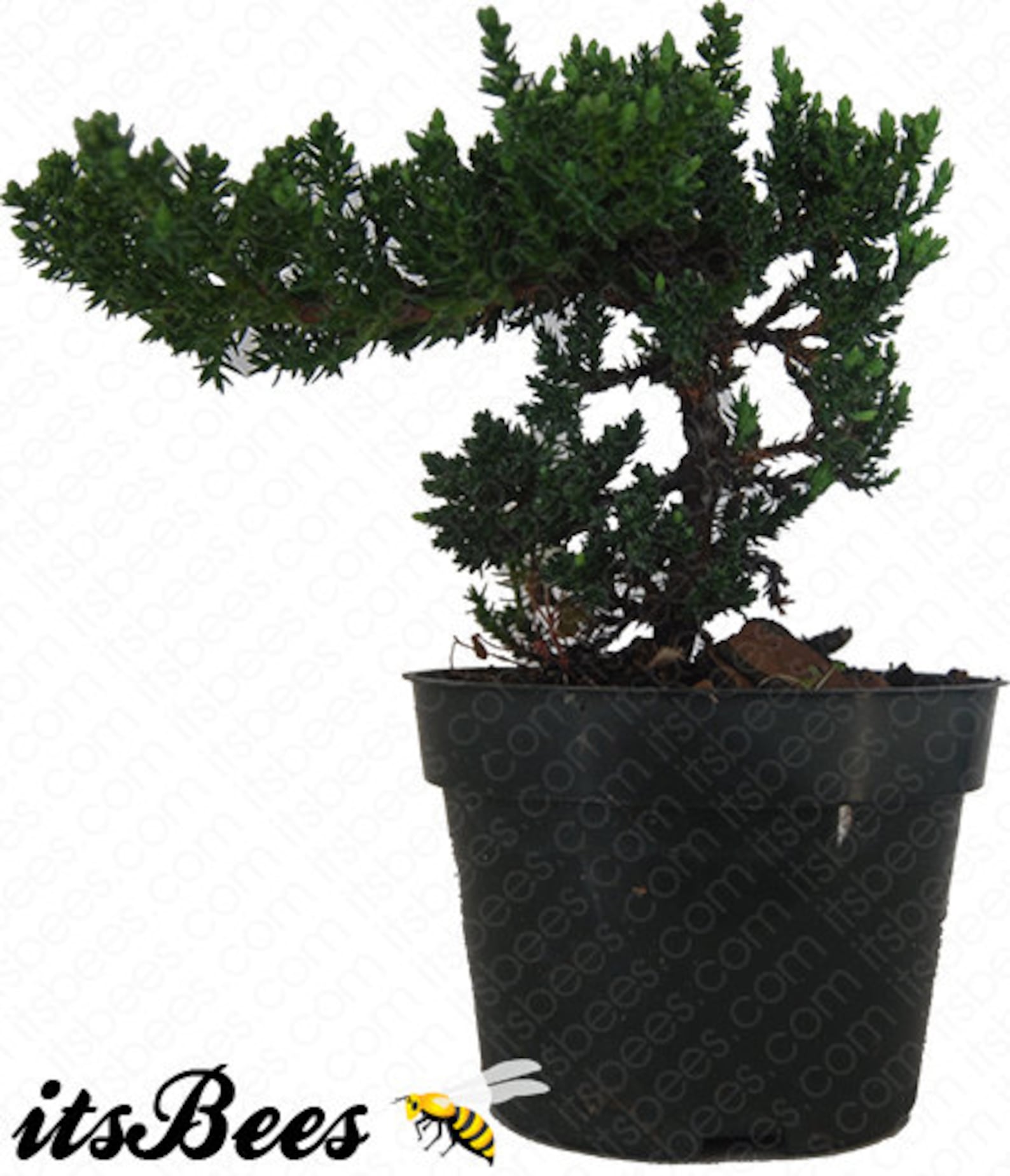 Japanese Dwarf Juniper Pre Bonsai Juniperus Procumbens Etsy