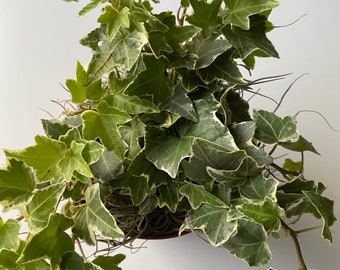Hedera Helix English Ivy Plant - Live Variegated Plant - Houseplant, Office, Home, Gift