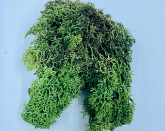 Preserved Lichen Deer Moss - Sold In Ounces