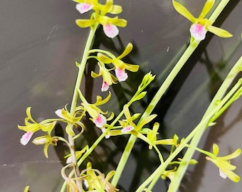 Eulophia Graminea Chinese Crown Orchid Plant - Blooming Bareroot Bulb