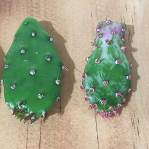 May include: Four prickly pear cactus pads, each with a different texture and colour. The pads are green, with some having a white or pink variegation. The pads are arranged in a row on a wooden surface.