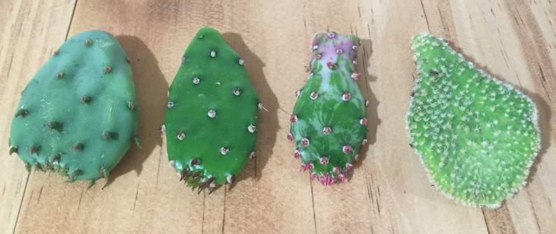 May include: Four prickly pear cactus pads, each with a different texture and colour. The pads are green, with some having a white or pink variegation. The pads are arranged in a row on a wooden surface.