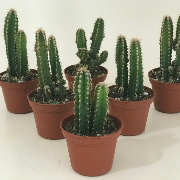 Limited Quantity BABY Fairy Castle Cactus Duo - Cereus Acanthocereus Tetragonus in 2" Pot - Live Cacti Plant