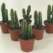 see more listings in the Cactus section