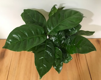 Coffee Arabica Plant - 4" or 6" Pot - Air Purifying - Houseplant, Indoor, Outdoor, Gift, Office, Home