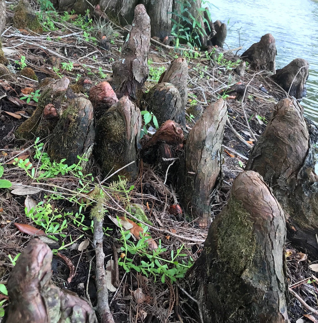 Fresh Cut Cypress Knees Picked to Order, Unprocessed Tapered, Natural