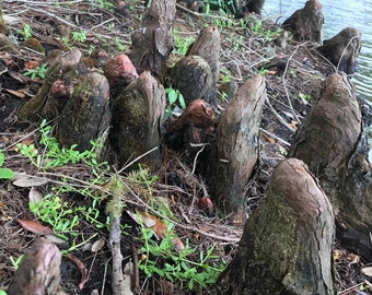 Fresh Cut Cypress Knees - Picked To Order, Unprocessed Tapered, Natural Cypress Tree Wood - Taxodioideae - Carvers Decor